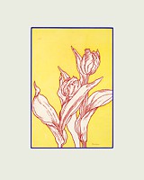 tulpe 1