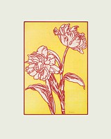tulpe 2