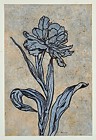 tulpe 4