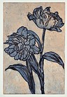 tulpe 5