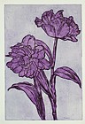 tulpe 6