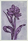 tulpe 7