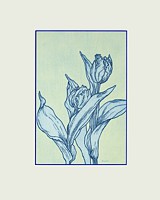 tulpe 8