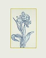tulpe 11