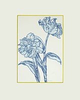 tulpe 12