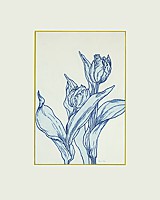 tulpe 13
