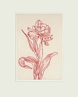 tulpe 14
