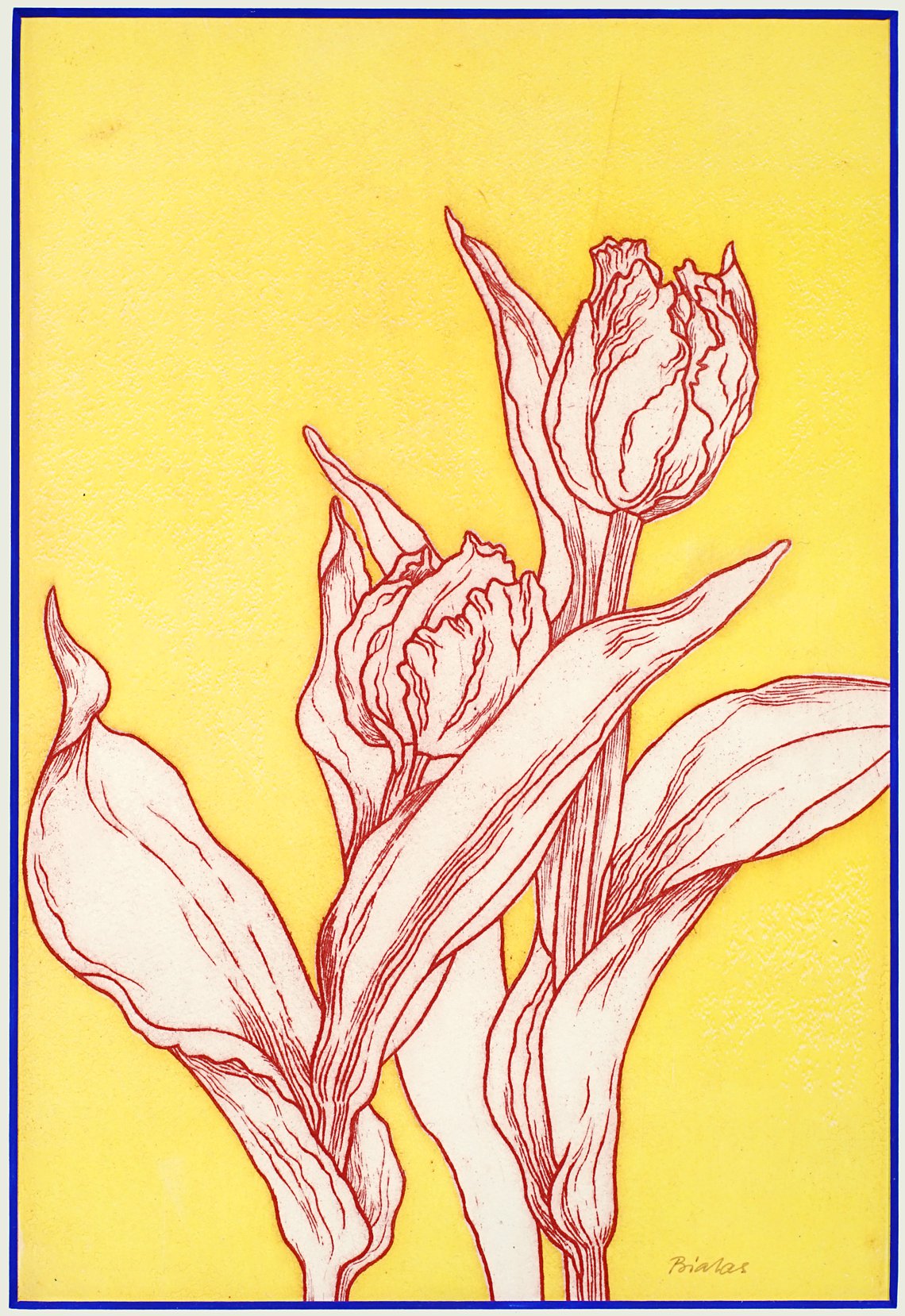 tulpe 1