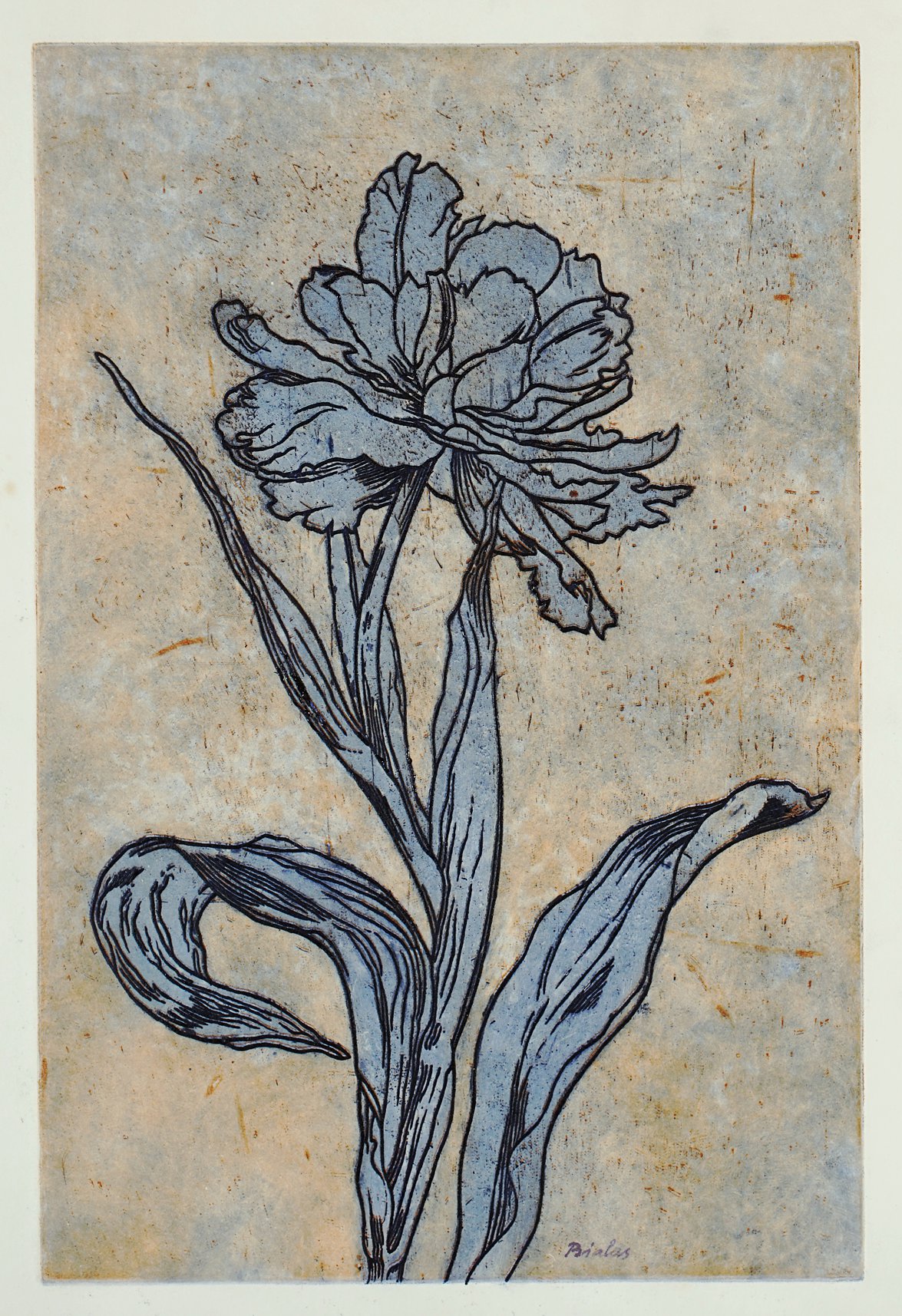 tulpe 4