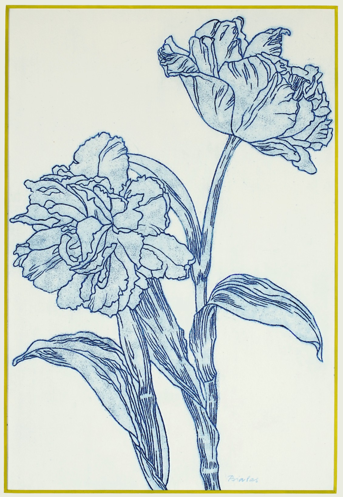 tulpe 12