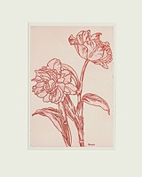 tulpe 16