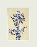 tulpe 17