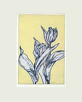 tulpe 18